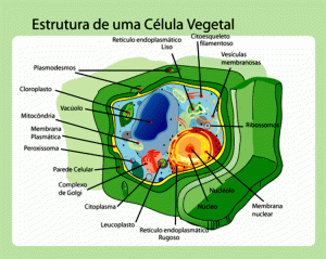 célula eucarionte vegetal