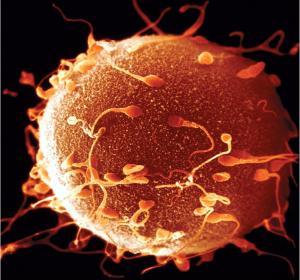 óvulo sendo fecundado