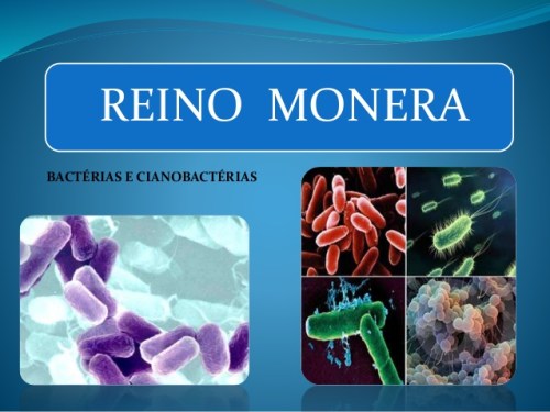 reino-monera-